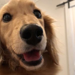 Meet your Posher, Emileigh